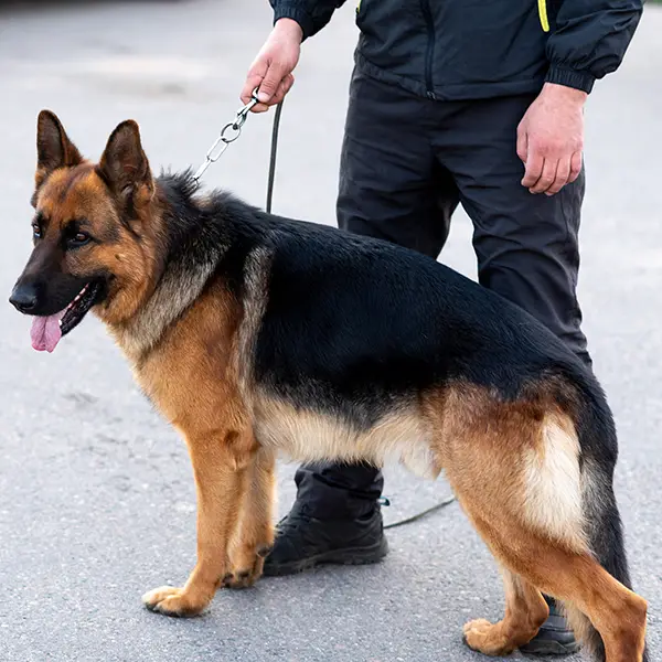 FORMACIÓN ESPECÍFICA PARA VIGILANTES DE SEGURIDAD QUE PRESTEN SERVICIO DE VIGILANCIA CON PERROS
